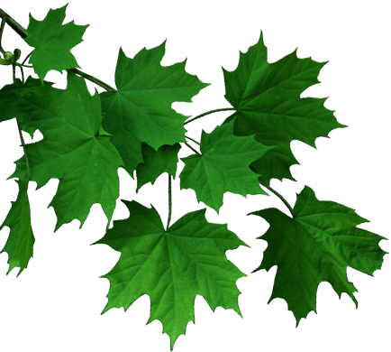 Leaf